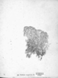 Cladonia rangiferina image